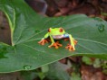 ACTIVIDADES PARA ACREDITACIÓN MODULO IDENTIFICACIÓN DE LA BIODIVERSIDAD